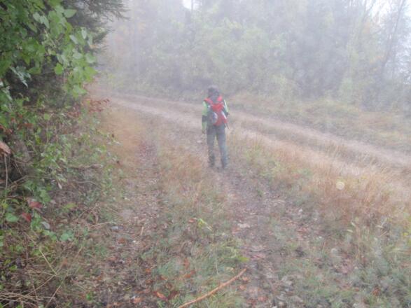Sanfter Nordabstieg in Richtung Losenstein