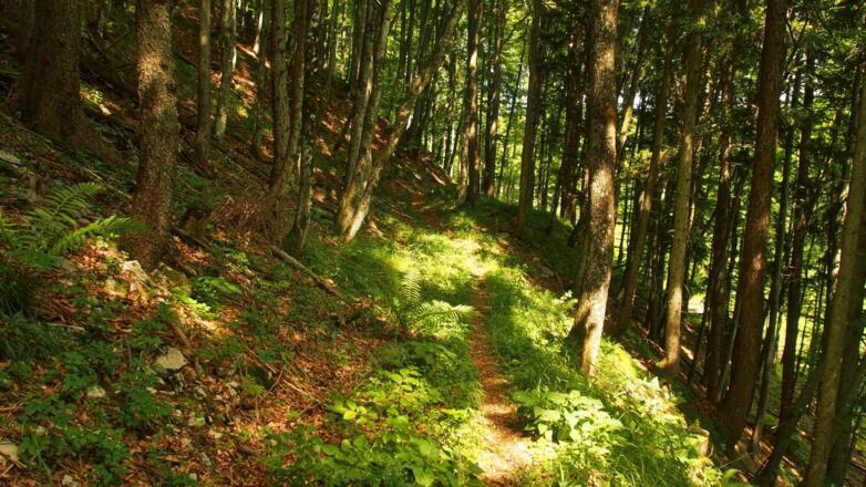 Wegverlauf unterhalb der Mösern