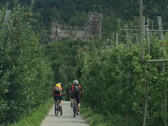 in den Obstplantagen