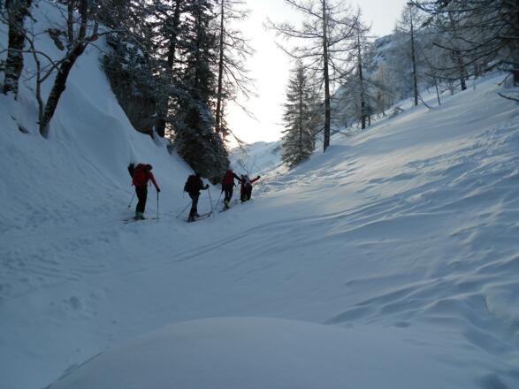 Sehr selektiv durch den Wald