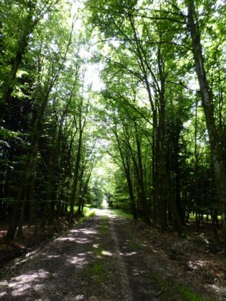 Das letzte Waldstück vor Haag