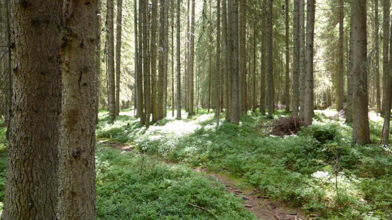 Waldweg hinter Maria Hilf