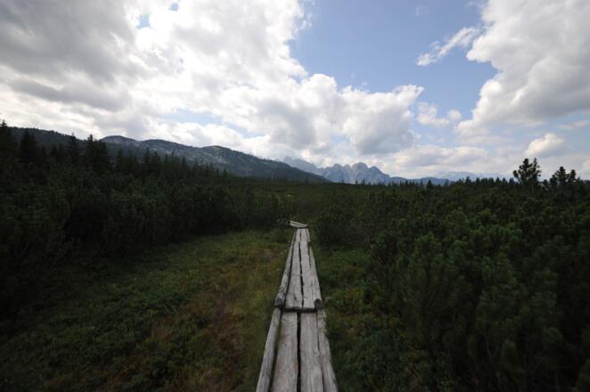 Ein Holzpfohlenweg, der ohne eine einzige Stahlschraube gefertigt wurde, führt uns durch das Löckermoos