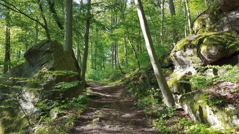 Im Steyregger Wald