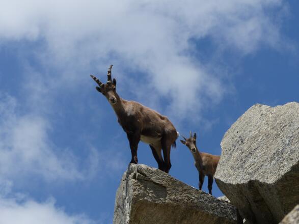 Junger Steinbock und Steingeiß - zwei interessierte Zuseher.