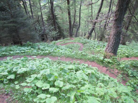 Abstieg vom Greibichl zur Burg / Kals