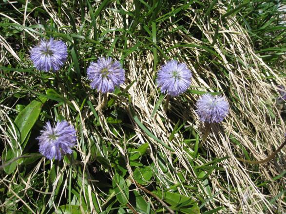 Kugelblume