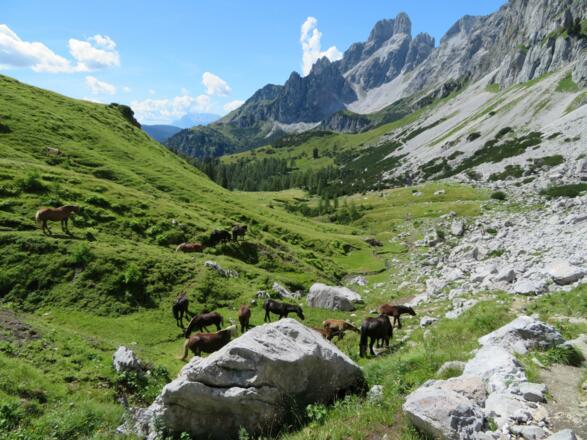 Tag 2: Aufatmen "Auf dem Rinderfeld" der alpine Abschnitt hinter uns!