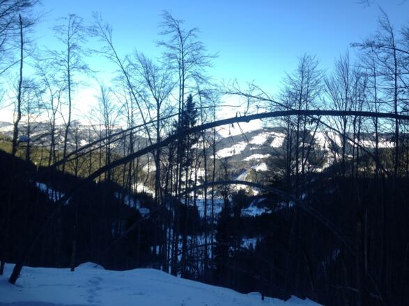 Blick durch gebogene Bäume in Richtung Rosenau