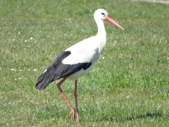 Storch
