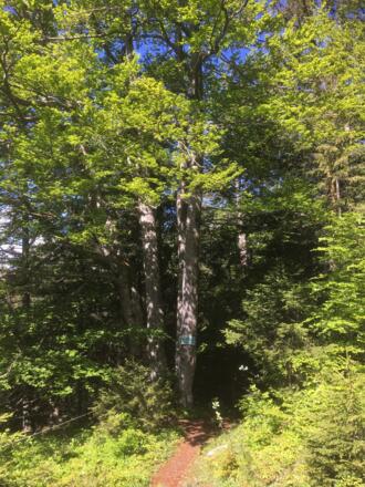 hier geht es abwärts zur Steinalm