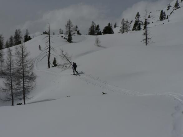 Am Hochplateau stehen nur mehr vereinzelt Zirben