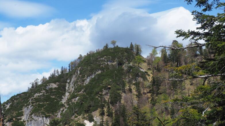 Blick zum Hausberg von ca. 1100 m