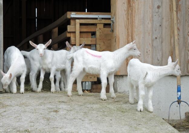Beim Ziegenbauern in Arnberg