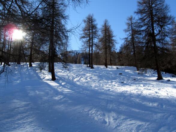 Lichte lärchenbestandene Wälder - ein sicheres Aufstiegsgelände.