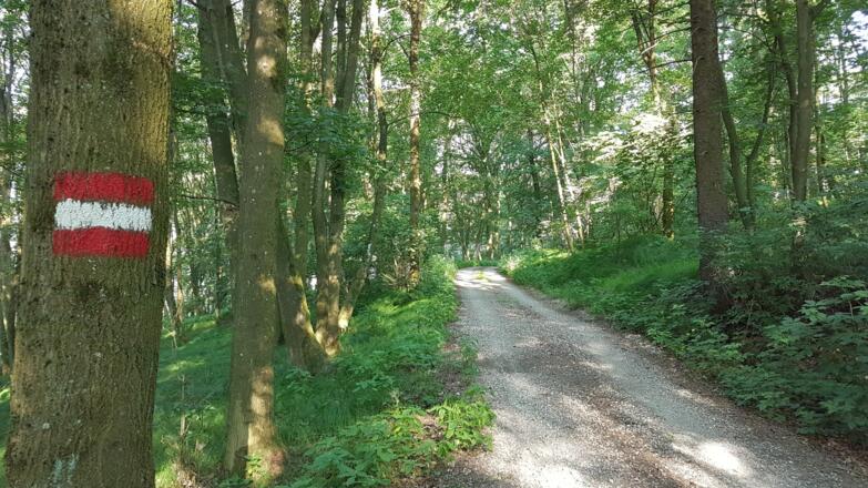 Ein halber Kilometer auf der Forststraße