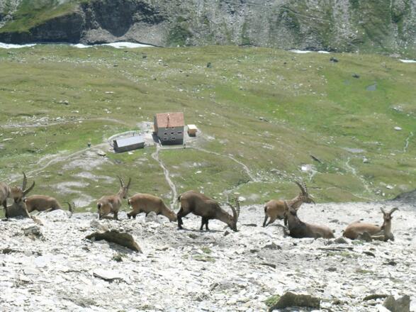 Blick vom Schwerteck zur Salmhütte mit Steinböcken