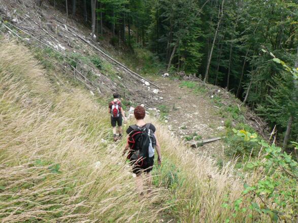 Wir treffen wieder auf einen Schlag und folgen der verwachsenen Forststraße ...