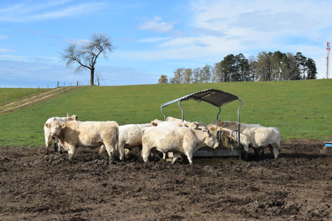 Beobachter am Wegesrand