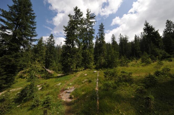 Der Weg zur Plankensteinalm überwindet eine bewaltete Höhenstufe