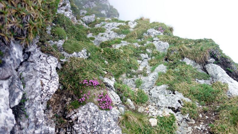 Schönes Band um 1520m