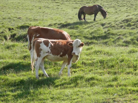 Kühe und Pferde genießen die Almkräuter am Felberberg.