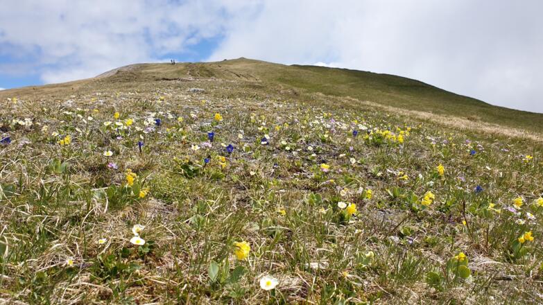 Im Bergfrühling über traumhafte Blumenwiesen die letzten Meter zum Gipfel