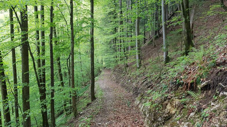 Das interessanteste Abfahrtsstück für Mountainbiker - ein kurzes Schiebestück für Ungeübte.