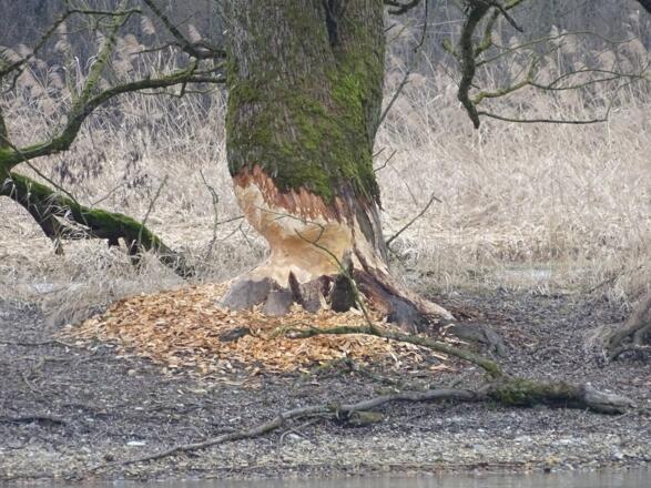 Biber&quot;spuren&quot;