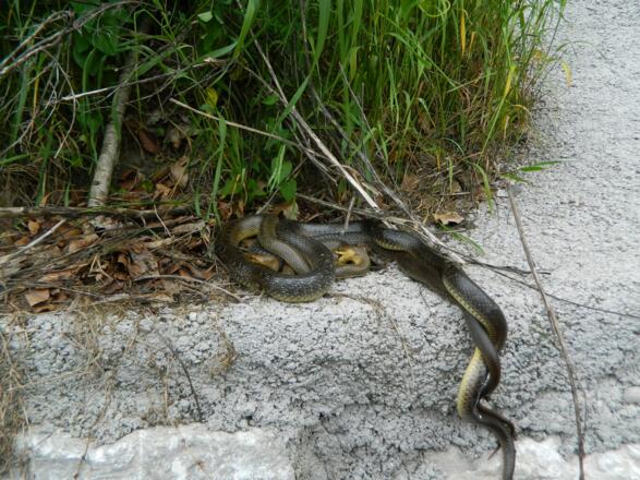 verliebte Ringelnattern am Wegrand