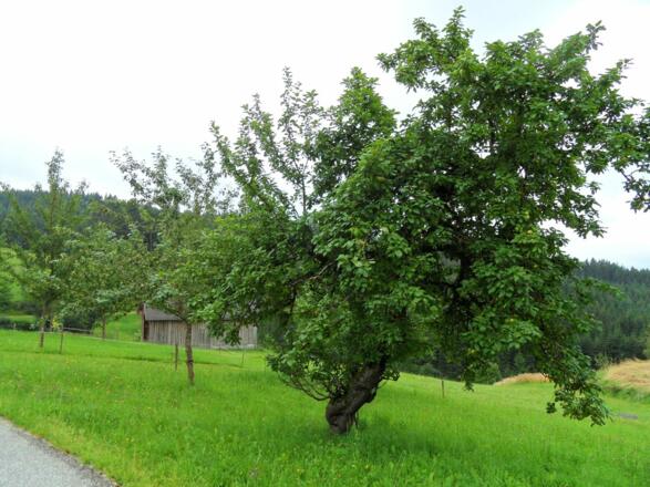 Obstbauch
