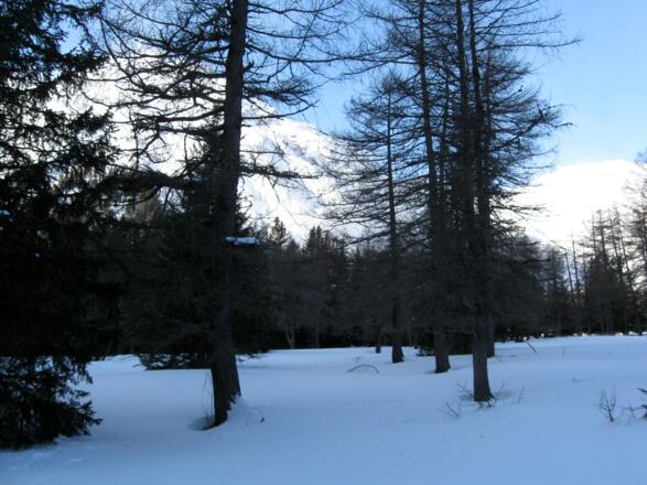 Man stapft durch den lichten Wald ...