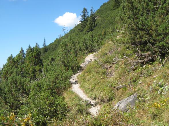 Abwechslungsreicher Weg/Pfad durch Latschen und Fels