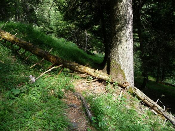 schmale markierte Steigspur nach Abzweig des Söldensteiges