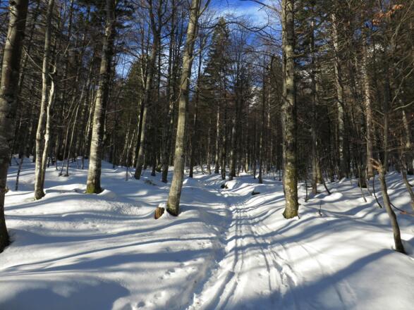 Gleich hinter der Wochenbrunner Alm, auf dem Sommerweg