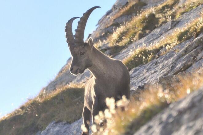 Steinbock