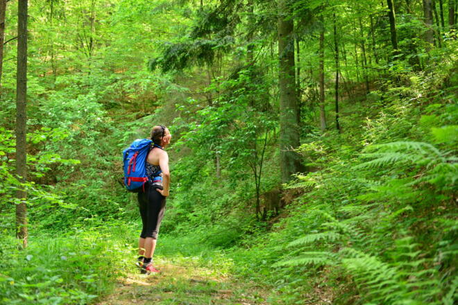 Sonnenstrahlen durchbrechen den dichten Wald