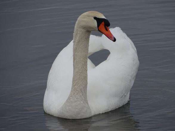 &quot;Bin ich nicht hübsch? &quot; (Höckerschwan)