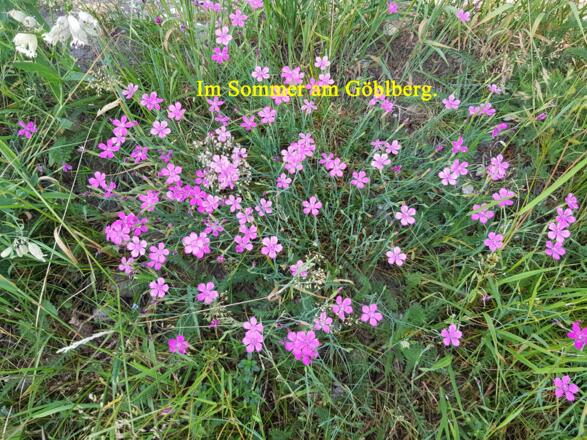 Sommer am Göblberg