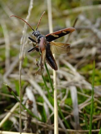 Wunderschöner Käfer