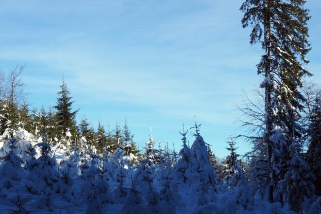 Jungwald um 960m