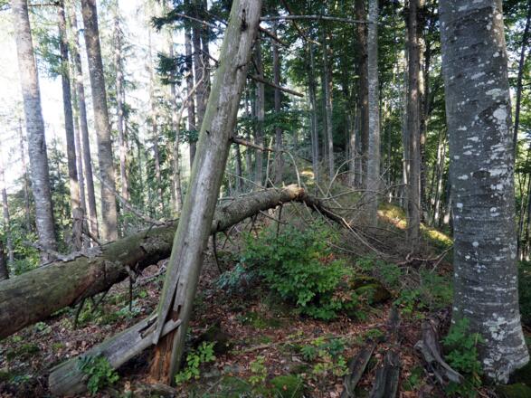 Grat nach dem Rinnerkogel mit "Baumleichen".
