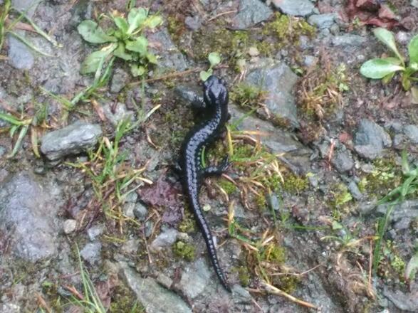 Abkühlung an verregneten Tagen für die Alpensalamander entlang des Bachlehrweges