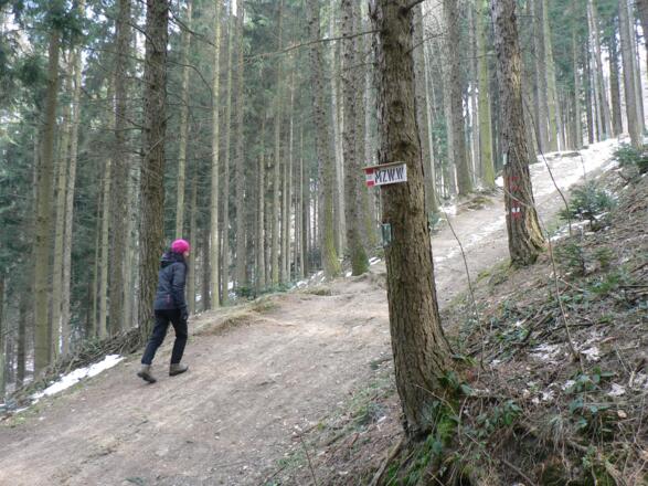 Direkt hinauf zur Dambergwarte