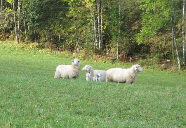 Friedliche Schafe in Vorderstoder (05.10.2014)