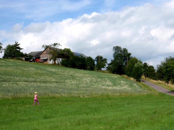 Kornblumen- und Margaritenwiesen