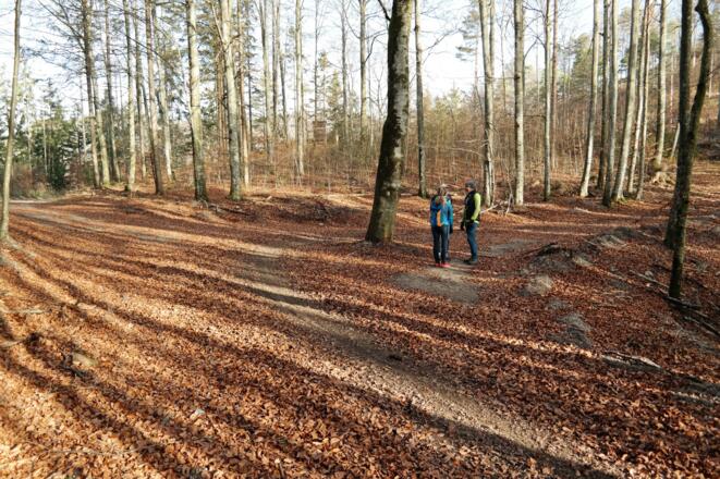 Die große Wegkreuzung am Beginn des Westrückens. Ab hier halten wir uns rechts am Waldrücken.