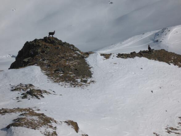 Die Gämsen lassen sich nur im Winter nicht stören.