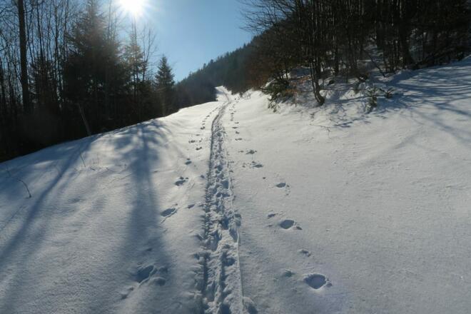 Schöne Skispur