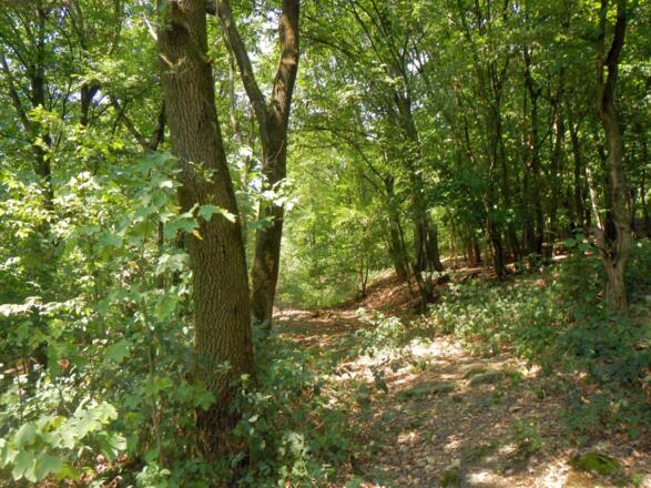 Links einem kurzen etwas verwachsenen Dschungelweg folgen